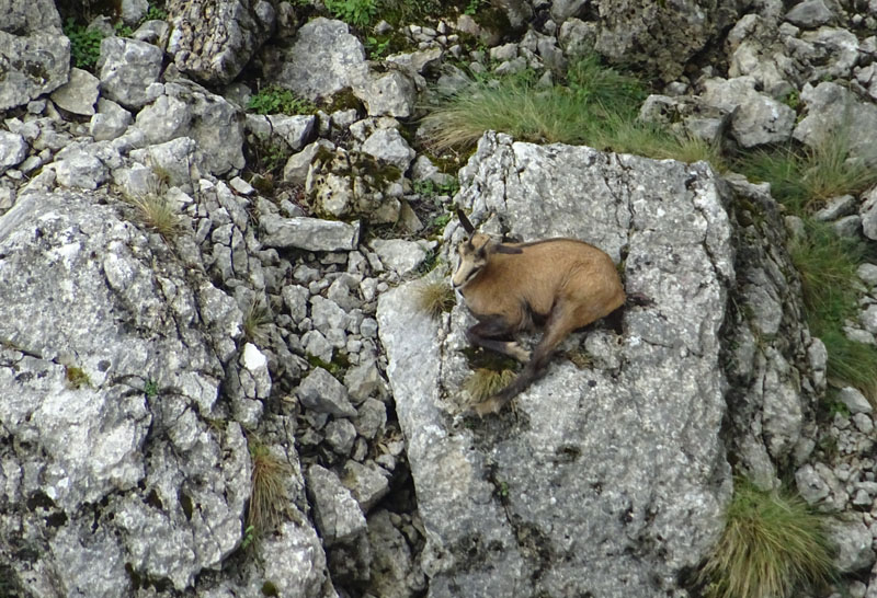 Rupicapra rupicapra.....dal Trentino Alto Adige